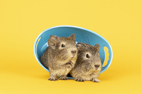 黄色背景中的蓝色浴缸中，两只灰色的小豚鼠紧挨着