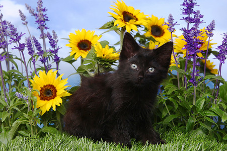 花园里有向日葵和丹参的可爱黑色小猫