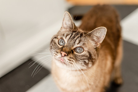 抬头仰望的猫摄影照片_条纹虎斑猫抬头，有选择地关注眼睛和耳朵