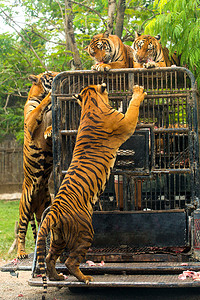 马戏团火车摄影照片_动物园里饥饿的孟加拉虎喂食表演