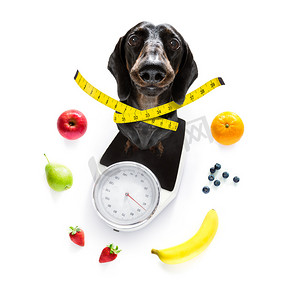 体重秤上的狗，超重和水果