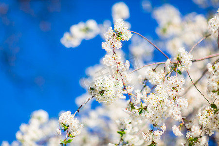 春天开花和开花的花分支反对蓝天