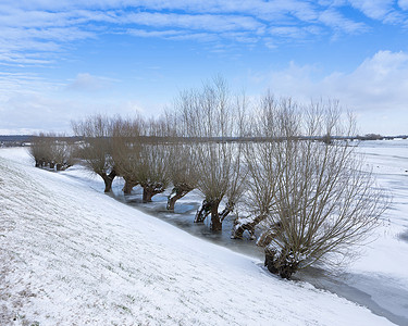荷兰冬季泛滥飞机冰中的树木靠近荷兰乌得勒支赫维尔鲁格和莱茵河上的阿梅龙根
