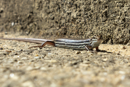水源和土壤污染摄影照片_站立在阳光下的一只小棕色蜥蜴