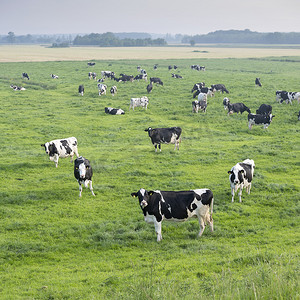 从荷兰堤坝的高度看，蓝天下绿草如茵的草地上的黑白斑点牛