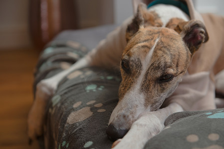 大型宠物灵缇犬穿着羊毛睡衣在她的狗床上放松