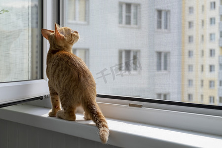 网猫摄影照片_窗台上的小猫，带有防蚊网和防猫网