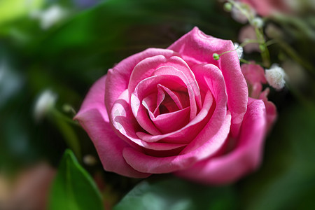 节日花束中的粉红玫瑰