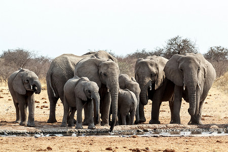 大象喝水摄影照片_一群非洲大象在泥泞的水坑里喝水