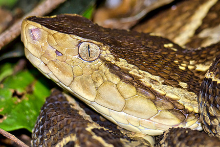 Fer-de-lance 毒蛇，天鹅绒毒蛇，热带雨林，哥斯达黎加