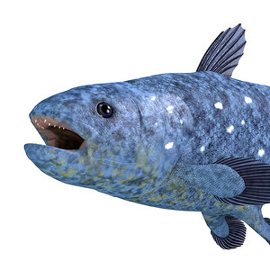 Coelacanth Latimeria 鱼头