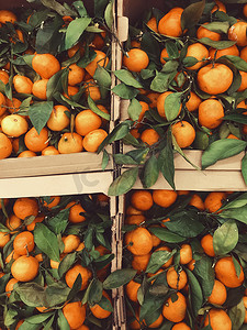 柑橘类水果摄影照片_市场上盒子里的成熟橘子，柑橘类水果。