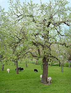 蓝天下春天果园里的绵羊和小羊