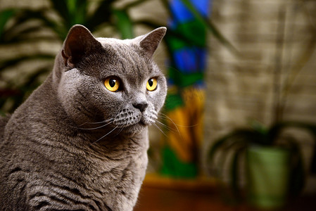 蓝猫商标摄影照片_英国蓝猫肖像
