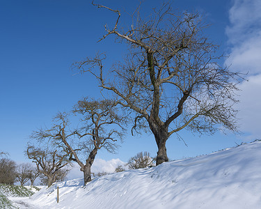 荷兰语摄影照片_荷兰冬季蓝天下白雪皑皑的果园里一排排果树