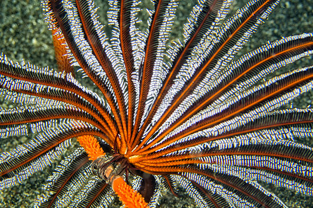 羽毛星，Lembeh，北苏拉威西岛，印度尼西亚