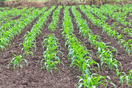 玉米的地摄影照片_泰国的玉米田