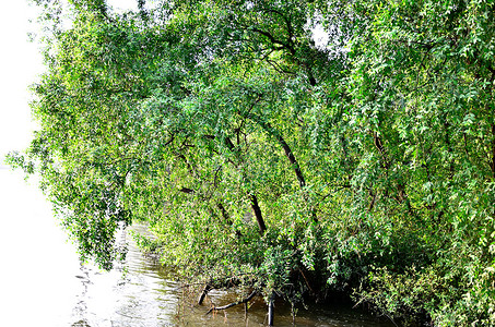 河边的树摄影照片_河边的树