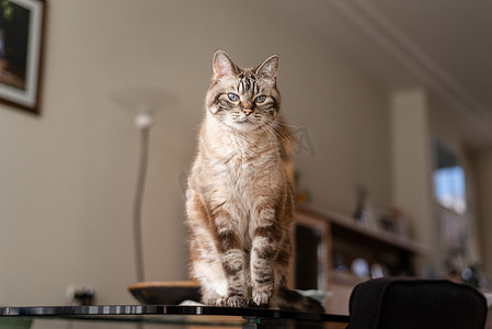 坐在客厅桌子上的成年虎斑猫坦率的宠物肖像