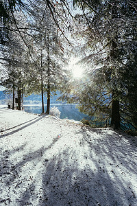 在自然中的晴朗的冬天风景：小径、多雪的树、阳光和蓝天