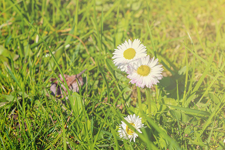 春日野摄影照片_在阳光明媚的夏日或春日，绿草背景下的野甘菊。