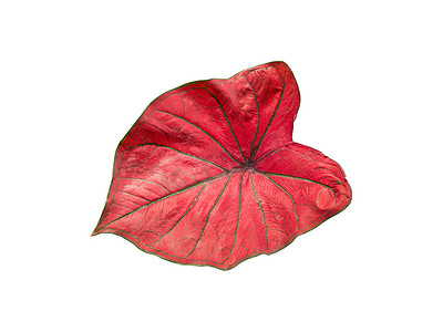 孤立的贝母叶粉红色和红色与绿色线条的特写纹理美丽生动独特的心形
