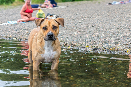 小狗可爱的表情摄影照片_一只长着悲伤表情的比特犬站在靠近海滩的湖水中