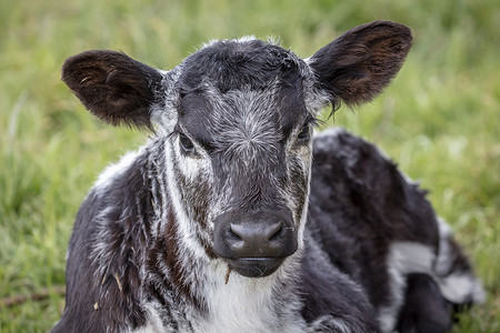 一头黑白相间的小牛坐在澳大利亚地区绿色牧场的地上