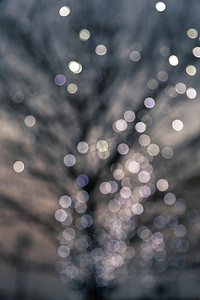 落叶设计摄影照片_落叶树上散焦的夜灯
