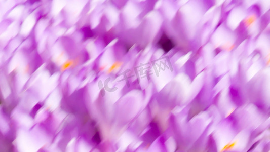 紫色高清壁纸摄影照片_壁纸与彩绘番红花