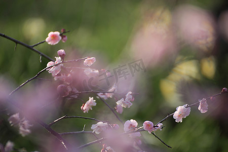 梅花黄色花摄影照片_美丽的梅花