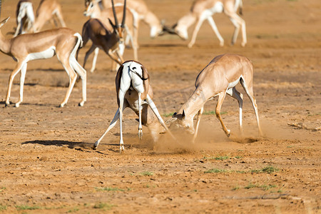 瞪羚摄影照片_肯尼亚大草原上两只格兰特瞪羚的战斗