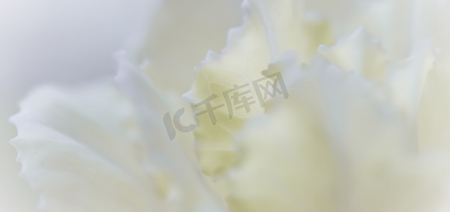 白色康乃馨摄影照片_抽象花卉背景，白色康乃馨花。