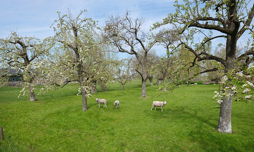 蓝天下春天果园里的绵羊和小羊