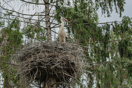 大小动物眼睛摄影照片_松树树干上的鹳巢