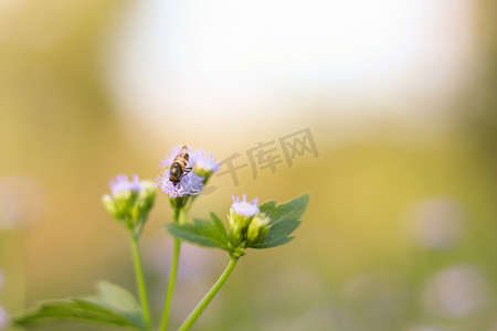 蜜蜂在浅紫色花丛中飞来飞去
