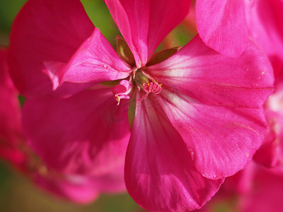 天竺葵植物 (Geraniales) 粉红色的花