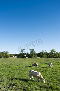 荷兰恩斯赫德和奥尔登扎尔附近屯特乡村景观中的金发 daquitaine 奶牛