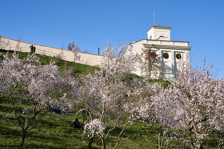 美国驻布拉格大使馆，前景是春天盛开的杏树