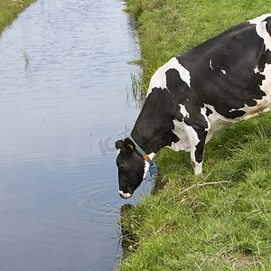 牛牧场摄影照片_荷兰运河水的黑白斑点奶牛饮料