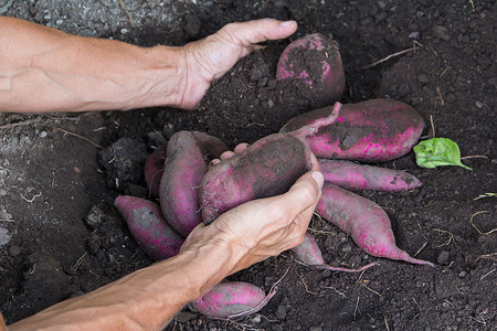 女人的手在花园里收获红薯