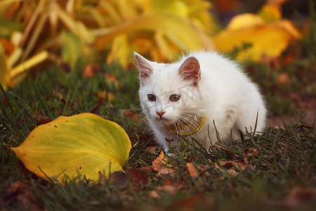 秋天花园里毛茸茸的白色猫。