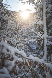 大自然中阳光明媚的冬季景观：雪树，荒野