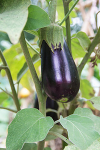 种茄子摄影照片_有机园林植物中紫茄子的花果