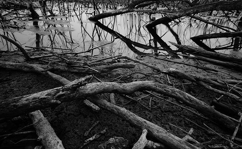 降解摄影照片_退化的红树林中的死树。