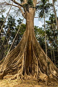 古树gif摄影照片_泰国乌泰他尼省 Ban Sanam 最大和最高的巨树的形象，有选择的焦点。