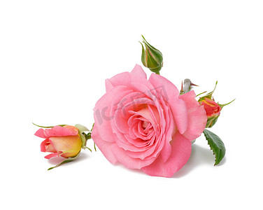 中的鲜花摄影照片_白色背景中绿叶盛开的粉红色玫瑰花蕾，美丽的花朵