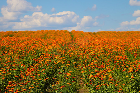 banner图绿色摄影照片_盛开的金盏花在夏季或春季明亮的橙色领域。