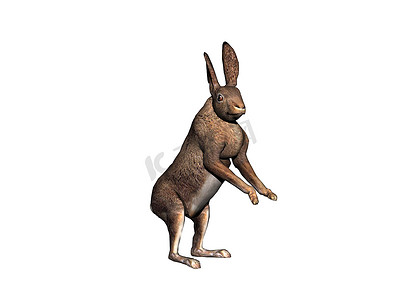 蹦蹦跳跳的耳朵松软的兔子