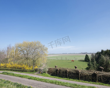 荷兰泽兰省蓝天下春花绿野中的马